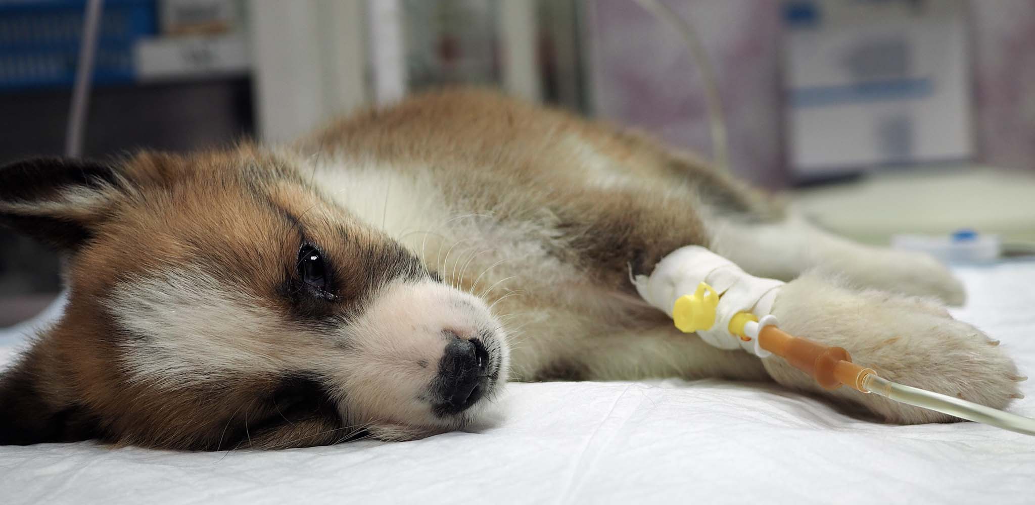 Illness puppy with intravenous anything on the operating table in a